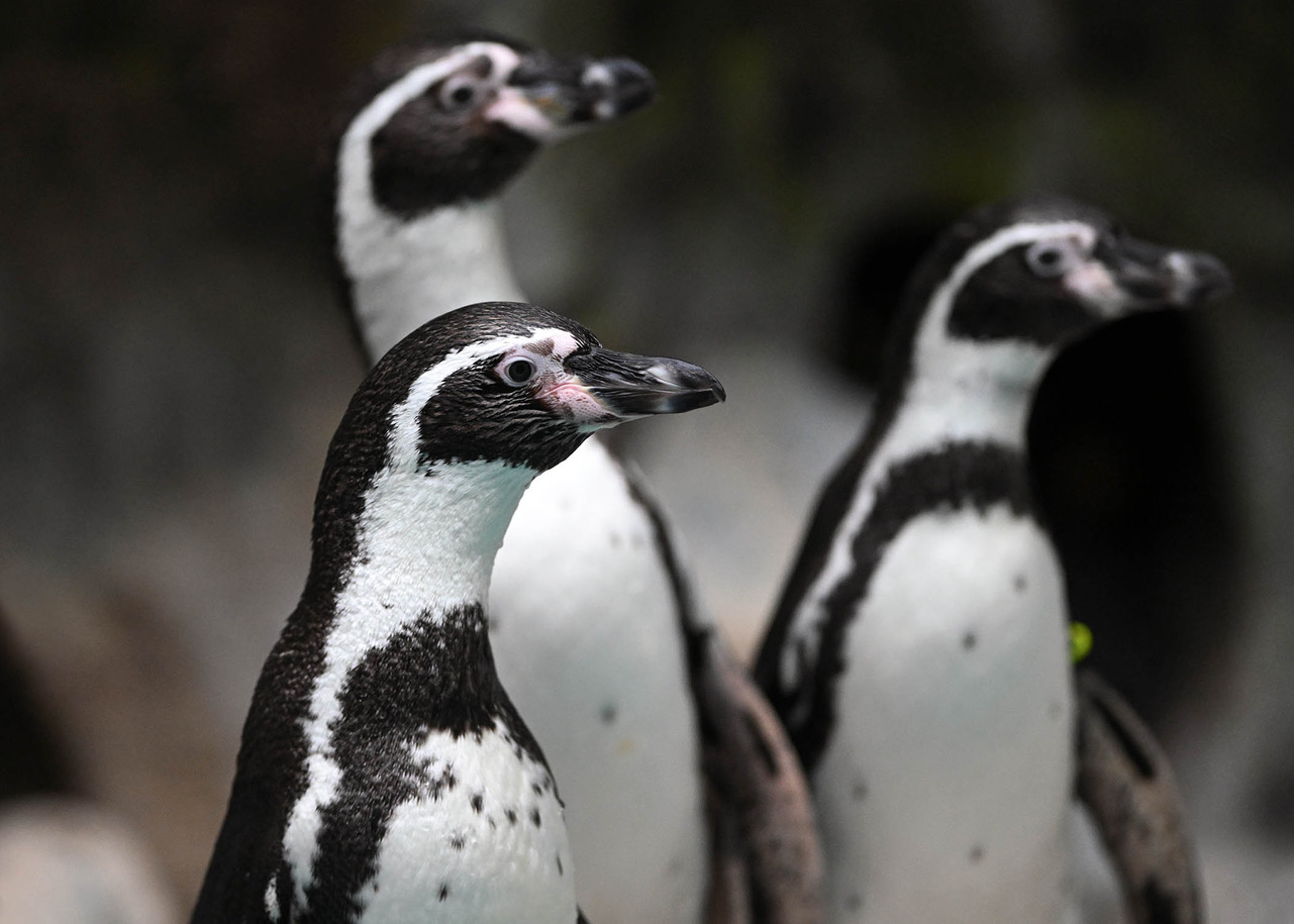 Humboldt penguins